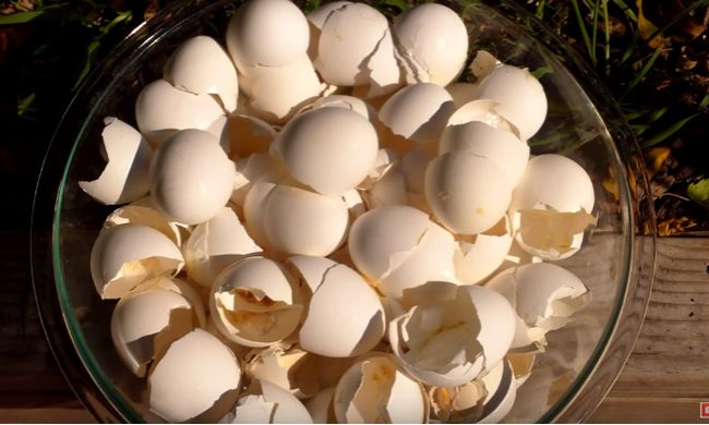 Video: Ako využiť vaječné škrupiny v záhrade?