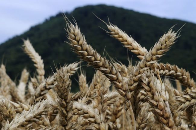 Nemecké koncerny Bayer a BASF zvažujú kúpu producenta osív Monsanto
