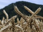 Nemecké koncerny Bayer a BASF zvažujú kúpu producenta osív Monsanto