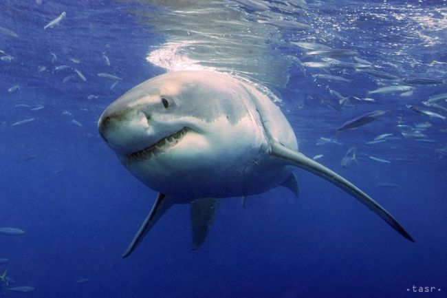 VIDEO: Na Malorke zablúdil do prístavných vôd žralok