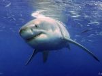 VIDEO: Na Malorke zablúdil do prístavných vôd žralok