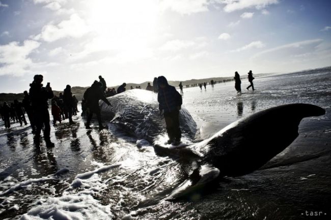 Na mexickom pobreží zahynulo 24 vorvaňov tuponosých