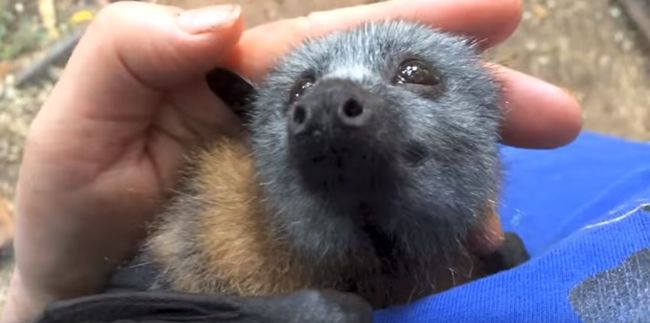 Video: Rozkošný malý netopier miluje túlenie