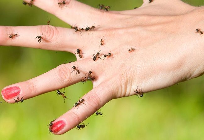 Video: 7 geniálnych spôsobov, ako sa zbaviť mravcov