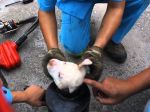 Video: Skutoční hrdinovia zachránili šteniatko