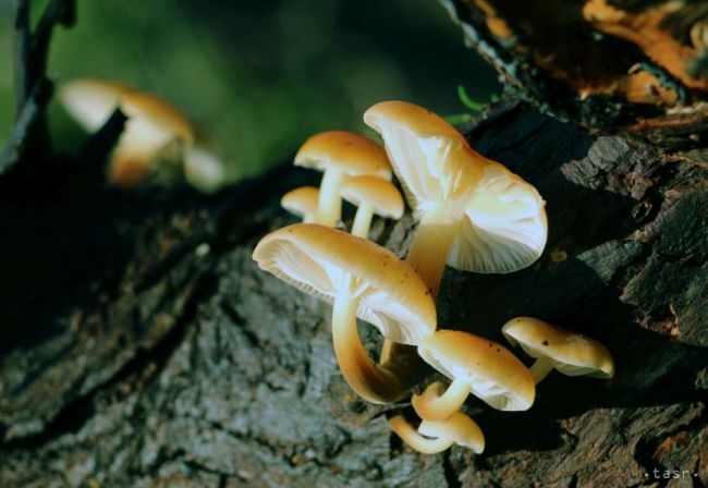 Múzeum jaskyniarstva opäť otvára pre hubárov i bylinkárov poradňu