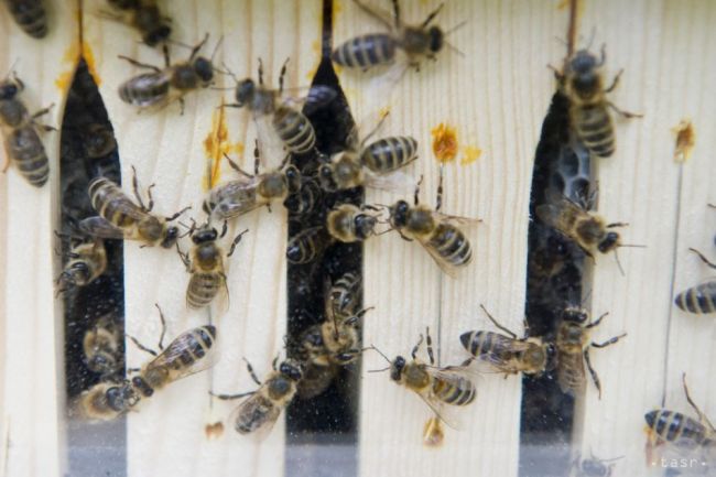 Prepravovaný včelín spadol z auta, včely bránili hasičom v zásahu
