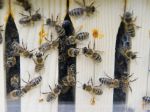 Prepravovaný včelín spadol z auta, včely bránili hasičom v zásahu
