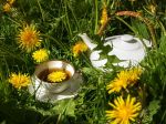 Liečivý čaj z koreňa púpavy: Diuretikum, ktoré bojuje s cukrovkou