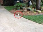 Video: Veverica sa naučila chodiť na predných nohách