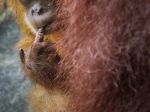 V chicagskej zoo uhynula druhá najstaršia samica orangutana na svete