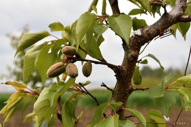 Klimatické zmeny sa v agrosektore prejavujú kladne aj záporne