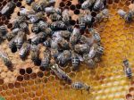 Bratislavské mestské lesy tento rok rozšíria chov včiel