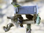 Vtáctva ubúda aj na Slovensku, mizne jarabica či škovránok