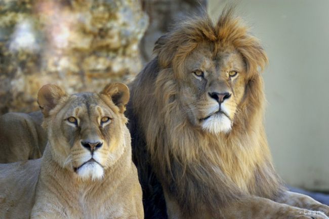 Dva levy zastrelili, keď zachraňovali mladíka,chcel ukončiť svoj život