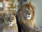 Dva levy zastrelili, keď zachraňovali mladíka,chcel ukončiť svoj život