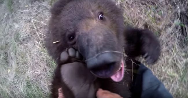 Video: Muž sa stará o medvedie mláďa