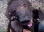Video: Muž sa stará o medvedie mláďa