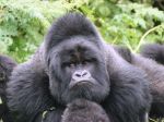 V americkej zoo utratili nížinnú gorilu, ktorá ohrozila malého chlapca