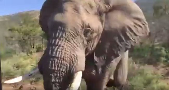 Video: Arnolda Schwarzeneggra naháňal slon