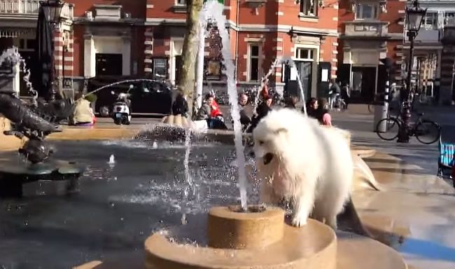 Video: Psy, ktoré milujú fontány