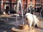 Video: Psy, ktoré milujú fontány