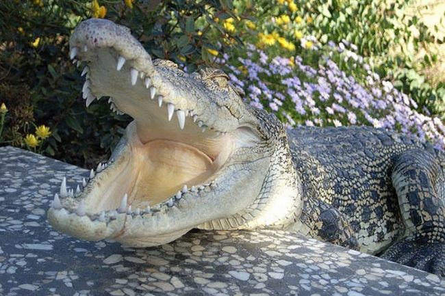V útrobách krokodíla našli ľudské pozostatky, môže ísť o zmiznutú ženu