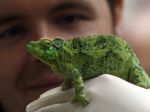 Pašerák mal batožine vyše 200 chameleónov, gekónov a užovku