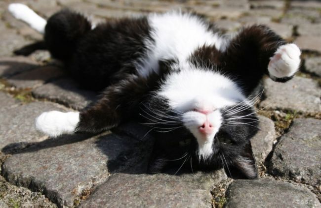 Uhynula mačka, ktorá sa preslávila hostinou v letiskových lahôdkach