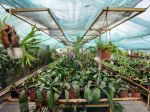 Botanická, Fándlyho i zámocká záhrada otvoria svoje brány