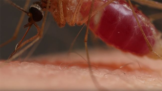 Video: Desivá pravda o tom, ako nám komáre cicajú krv