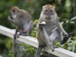Opica spôsobila v Keni celoštátny výpadok elektriny, stalo sa to takto