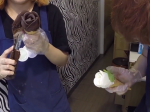 Video: Kórejská zmrzlina - zvládli by ste ju urobiť aj vy?