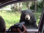 Video: Medveď vydesil turistov