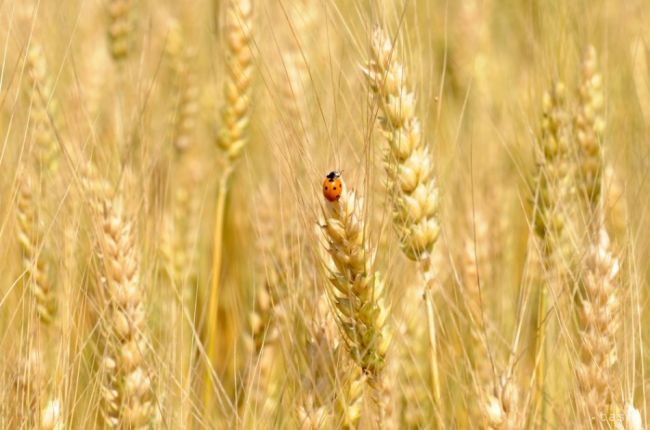 Tri štvrtiny agropodnikov predávalo produkty aj pod výrobné náklady