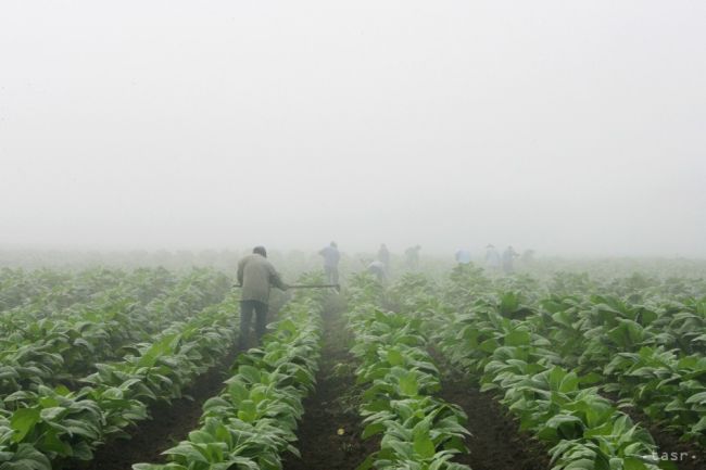 Podporu na činnosť z EÚ dostalo v minulom agrárnom roku 127.931 fariem