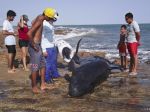 Na severovýchodnom pobreží Jávy uviazlo 32 delfínov