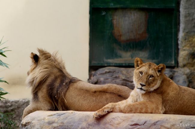 V Indii odchytili troch levov ľudožrútov. Ostanú v zajatí