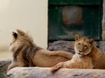 V Indii odchytili troch levov ľudožrútov. Ostanú v zajatí