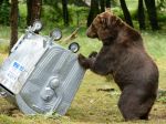 V Liptovskom Mikuláši musia zabezpečiť kontajnery pred medveďmi