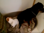 Video: Psy od hanby sedia v kúte