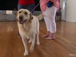 Nielen domáci miláčikovia: Psy menia životy chorých