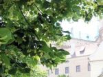 Alergikov v Bratislave potrápia peľové zrná tráv aj lipy