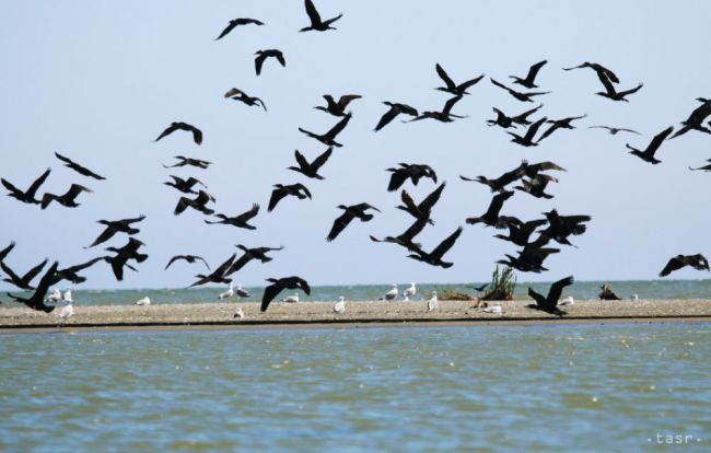 Dunajské luhy sú útočiskom desaťtisícov vtákov
