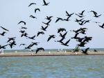 Dunajské luhy sú útočiskom desaťtisícov vtákov