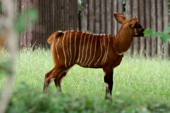 Malý samček antilopy bongo z bojnickej zoo dostal meno Dakarai