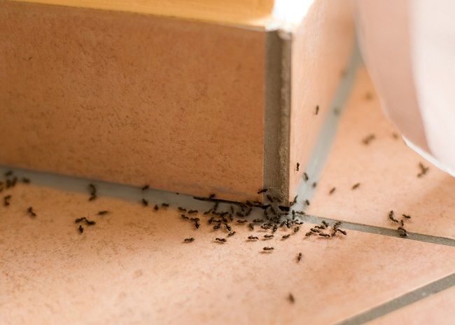 Ako sa zbaviť mravcov: 2 účinné návnady