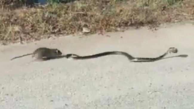 Video: Neuveriteľné! Potkan napadol hada