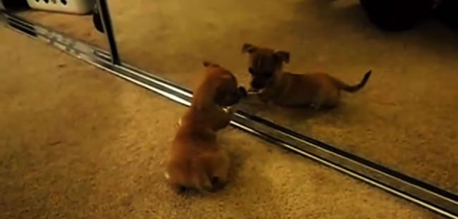 Video: Radosť a hrôza - šteniatka sa prvýkrát vidia v zrkadle