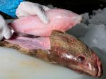 PREHĽAD: Najnebezpečnejšie druhy rýb na trhu